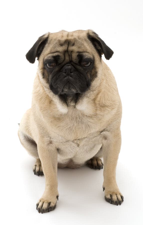 Pug bonito que olha Tired fotos de stock Pug bonito que olha Tired fotos de stock