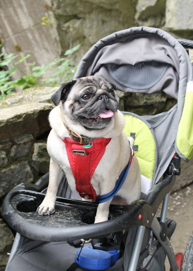 pug stroller