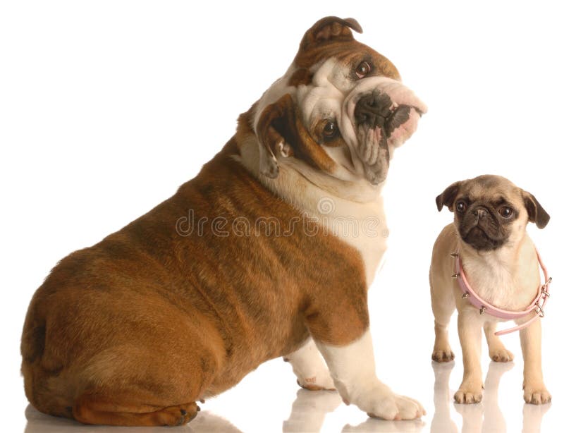 Pug and bulldog stock image. Image of grow, closeup, staring - 7070357