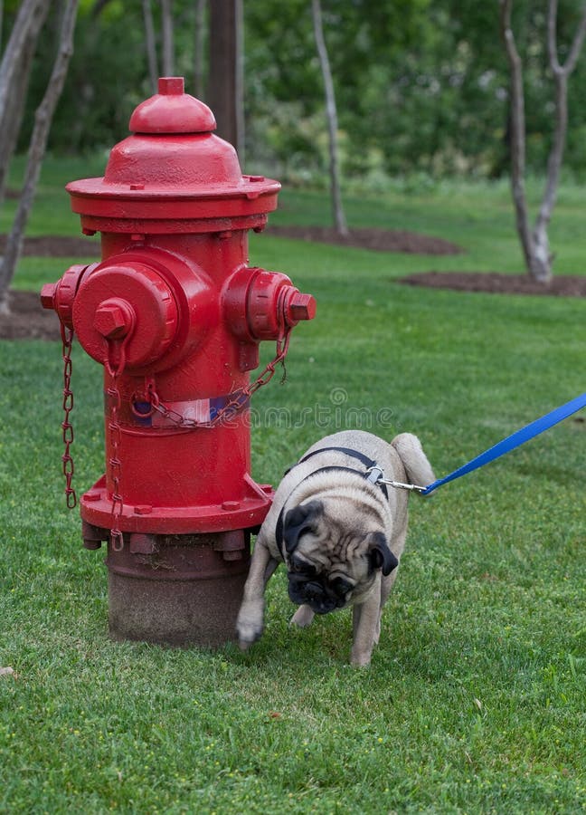 Pug, der auf Feuerhydranten pinkelt