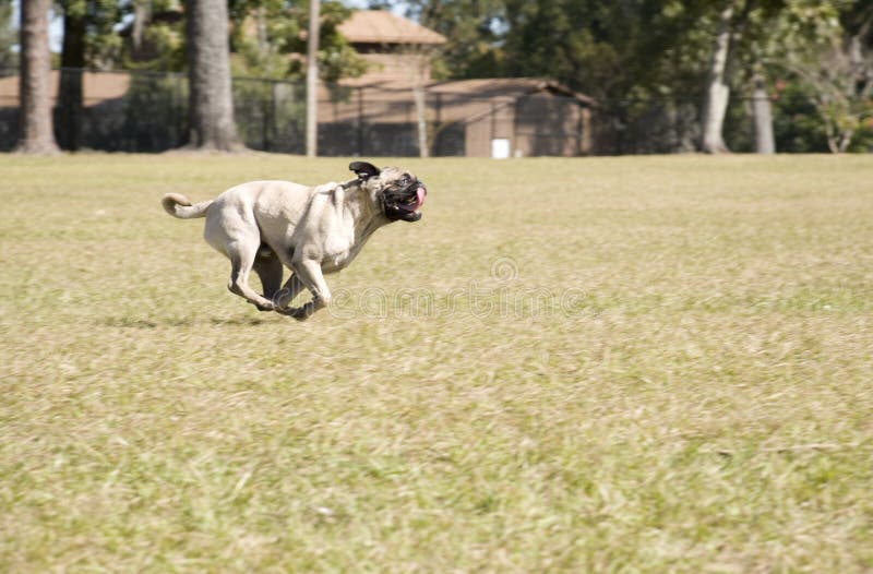 Pug die bij het Park van de Hond loopt stock afbeeldingen Pug die bij het Park van de Hond loopt stock afbeeldingen