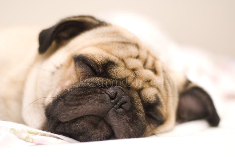 Pug cane con calma dormire sul letto.