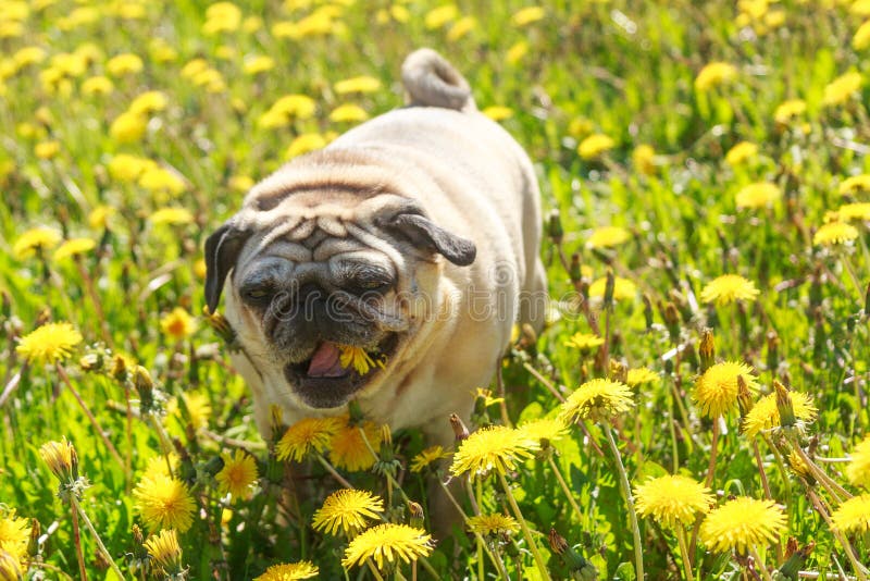 Pug dog eat dandelion stock photo. Image of funny, grass 219138592