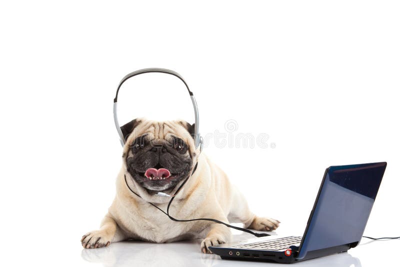 Pug Dog with Headphone Isolated on White Background Callcenter Stock ...