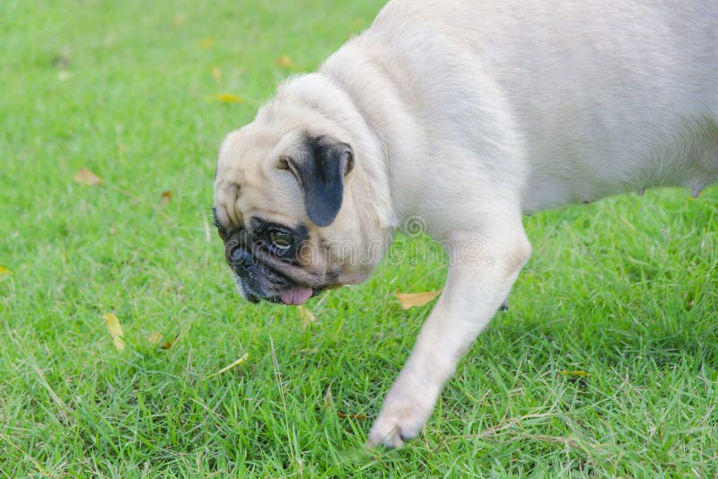 pug dog look and wonder, stalk in grass (Selective focus on face) stock photo pug dog look and wonder, stalk in grass (Selective focus on face) stock photo