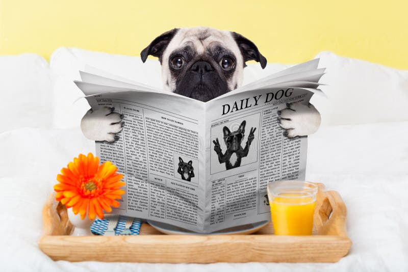Pug dog newspaper