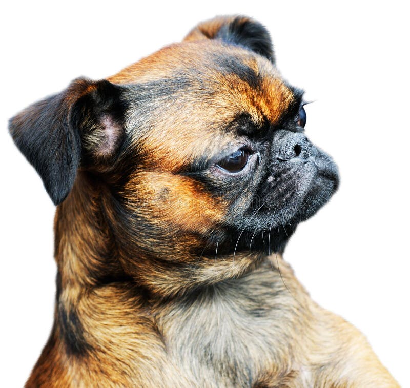 Pug dog portrait