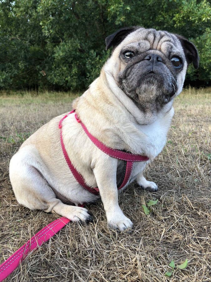 Pug Dog Sat on Grass Facing Sideways Stock Photo Image of fashion