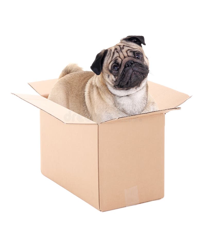 box a pug