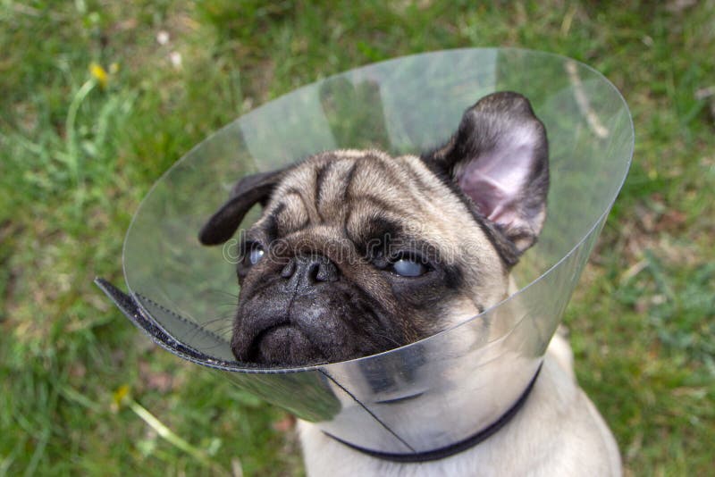 collar pug