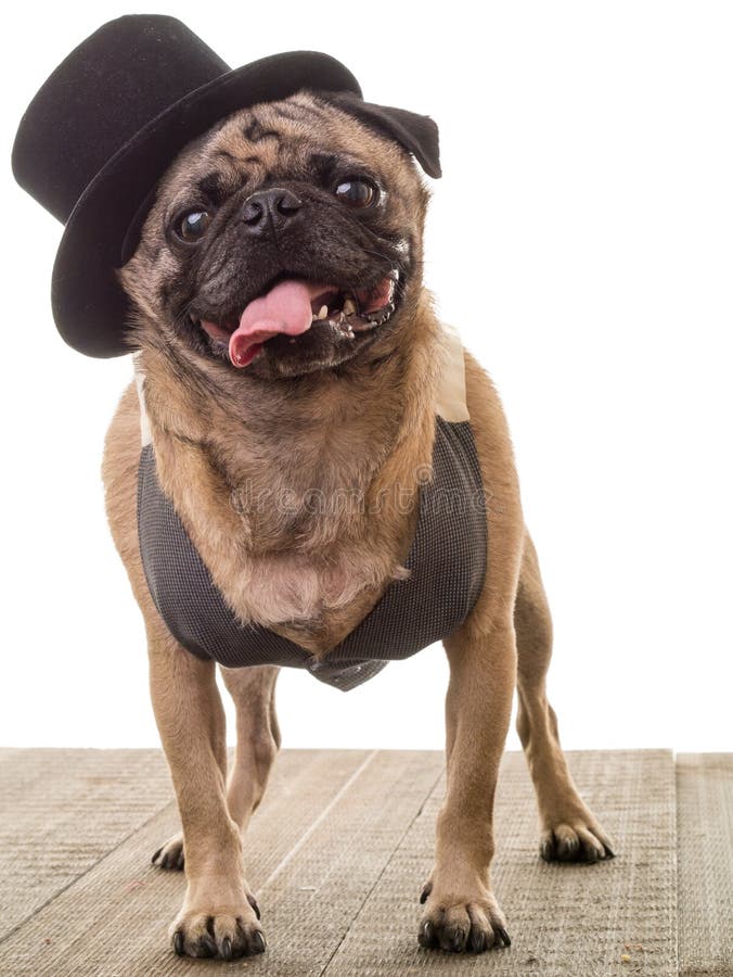 Pug Dog Wearing A Top Hat And Vest Stock Image Image of background