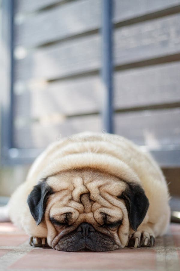 Pug Dogs Sleeping on the Floor. Focus on His Face Stock Photo Image