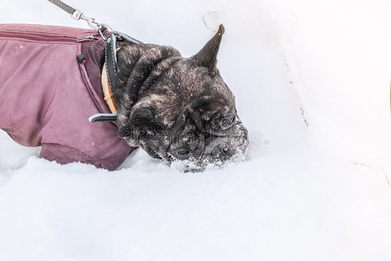 Pug eet sneeuw en loopt in diepe sneeuw met zijn eigenaar Oude grijze hond in een de winterlaag royalty-vrije stock afbeelding Pug eet sneeuw en loopt in diepe sneeuw met zijn eigenaar Oude grijze hond in een de winterlaag royalty-vrije stock afbeelding