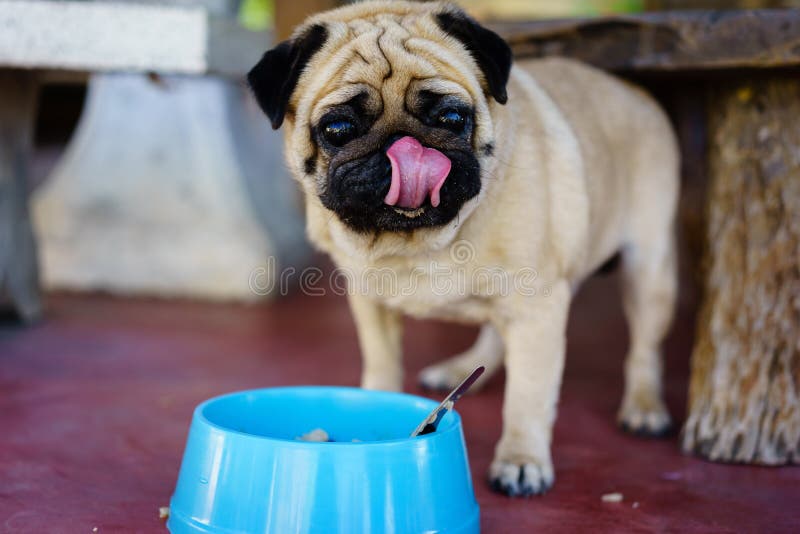 pug dishes