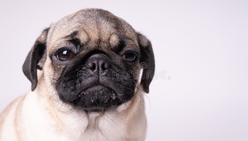 Pug, hond op witte achtergrond Leuk vriendschappelijk vet mollig pug puppy Huisdieren, hondminnaars, op wit worden geïsoleerd dat stock fotografie Pug, hond op witte achtergrond Leuk vriendschappelijk vet mollig pug puppy Huisdieren, hondminnaars, op wit worden geïsoleerd dat stock fotografie
