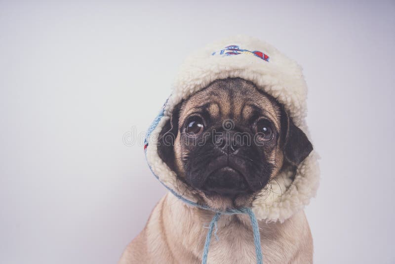 Pug, hond op witte achtergrond Leuk vriendschappelijk vet mollig pug puppy Huisdieren, hondminnaars, op wit worden geïsoleerd dat royalty-vrije stock fotografie Pug, hond op witte achtergrond Leuk vriendschappelijk vet mollig pug puppy Huisdieren, hondminnaars, op wit worden geïsoleerd dat royalty-vrije stock fotografie