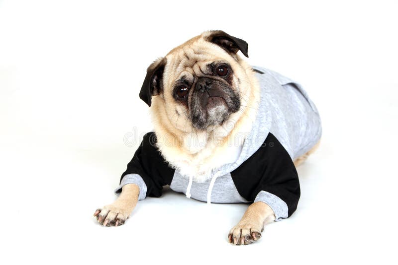 Pug In A Hoodie