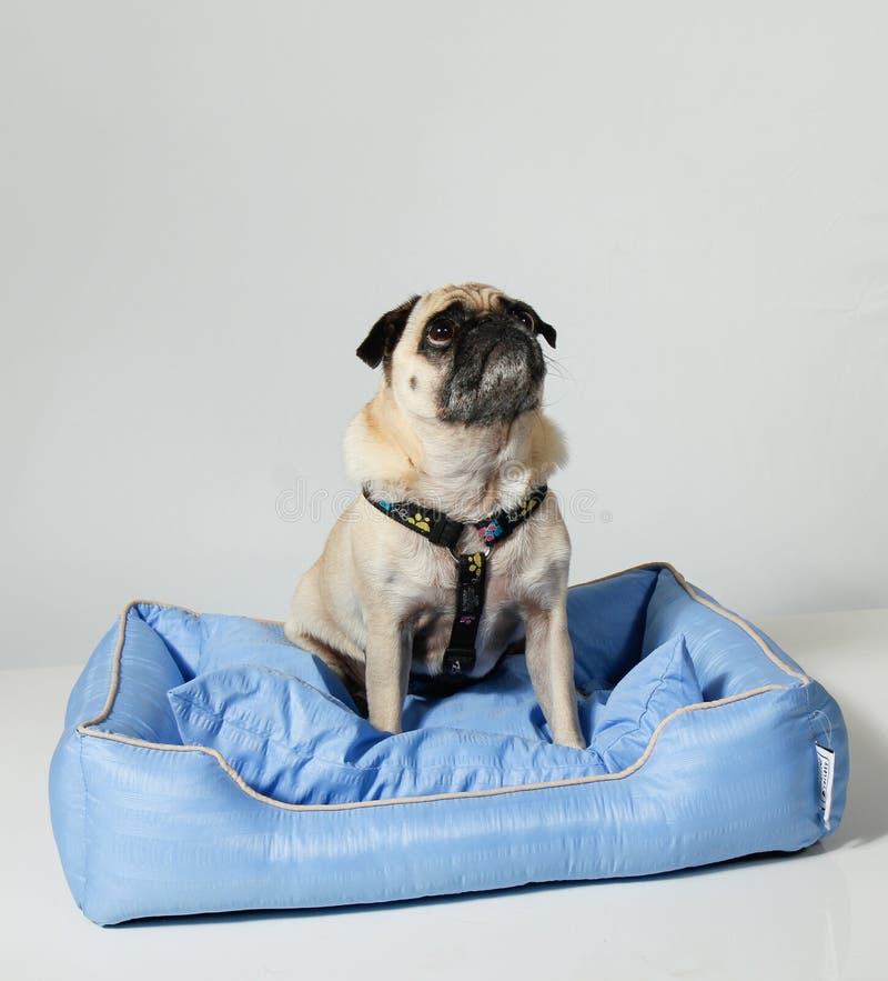 Hund, der oben schaut stockbild. Bild von hartholz, fußboden 45259