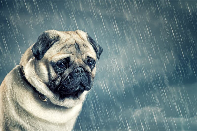 Pug sitting in the Rain. Pug sitting in the Rain