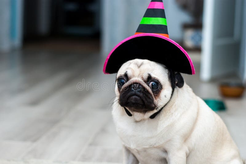 Pug infeliz Aniversário triste Cão em um chapéu Cão de Dia das Bruxas Partido de Halloween Traje do carnaval, Veneza
