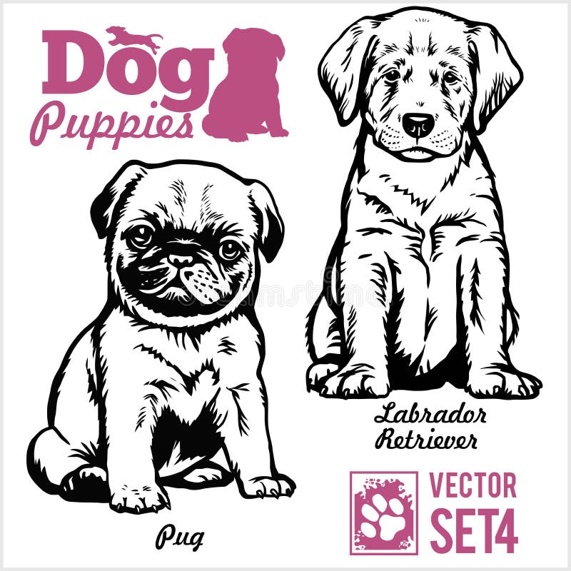 Pug and Labrador Retriever - Dog Puppies. Vector set. Funny dogs puppy pet characters different breads doggy