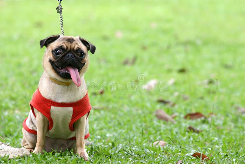 pug leash