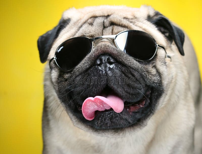 Pug mit Sonnenbrillen. stockbild. Bild von makro, hund 17800653