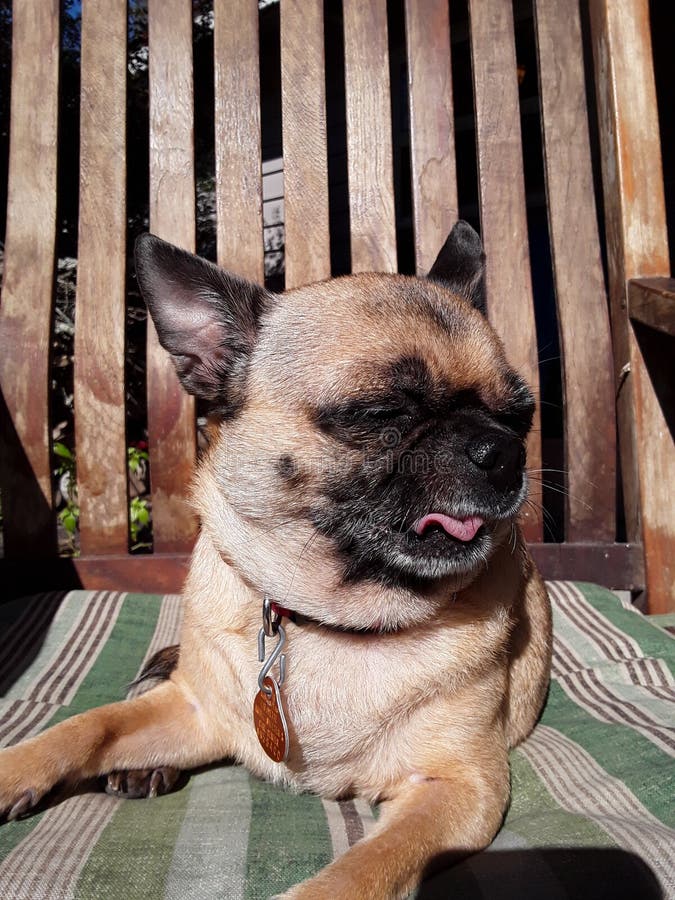 pug mini pinscher mix