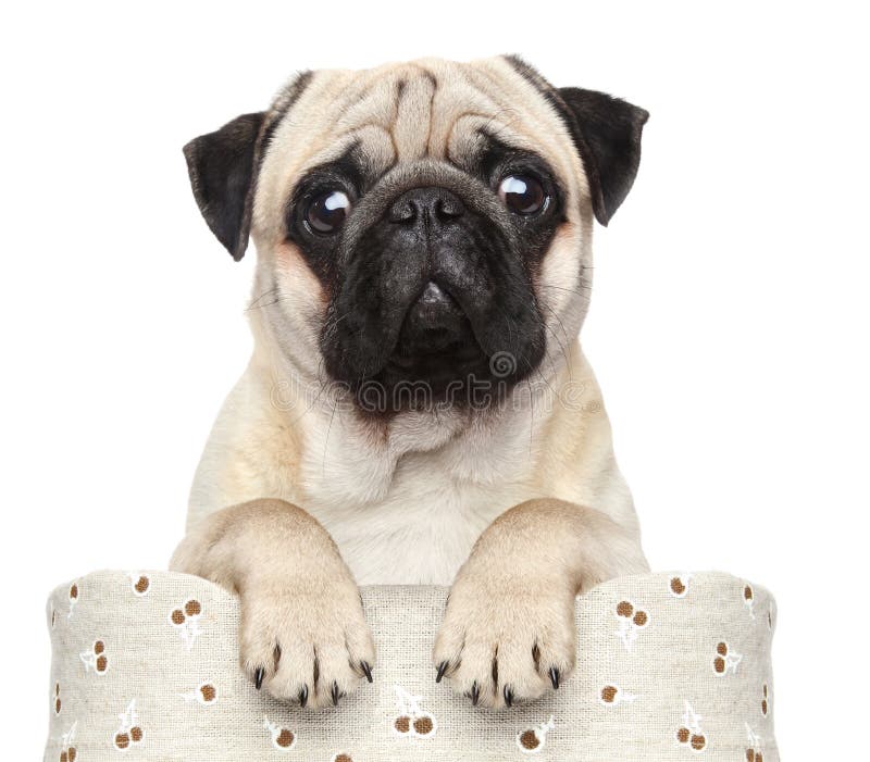 Pug na cesta foto de stock Pug na cesta foto de stock