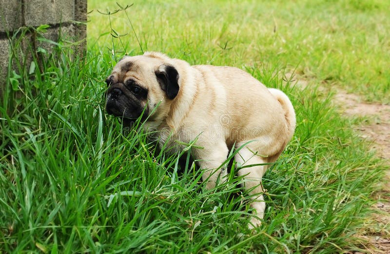 Pug Poo stock photo. Image of relief, canine, dung, pawed 40454044