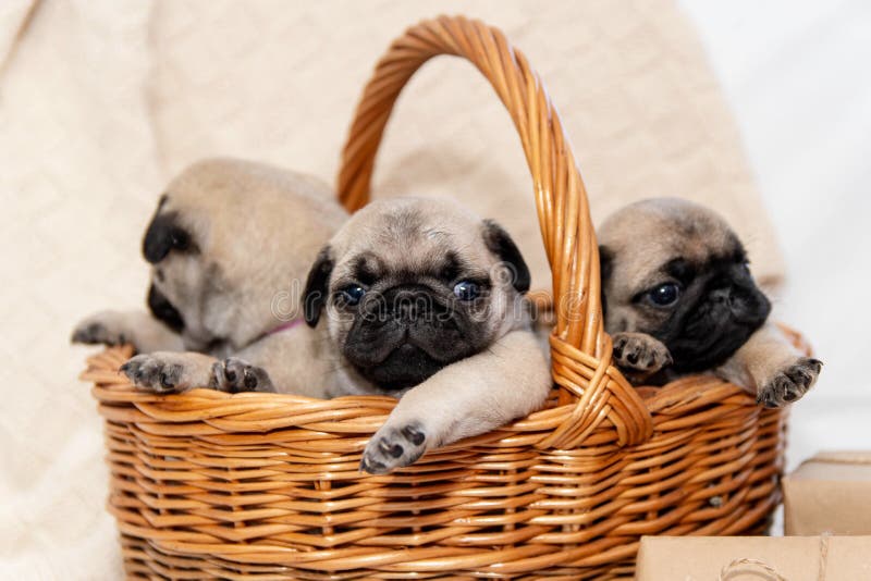 Pug Puppy In Basket With Leaves Stock Image Image of
