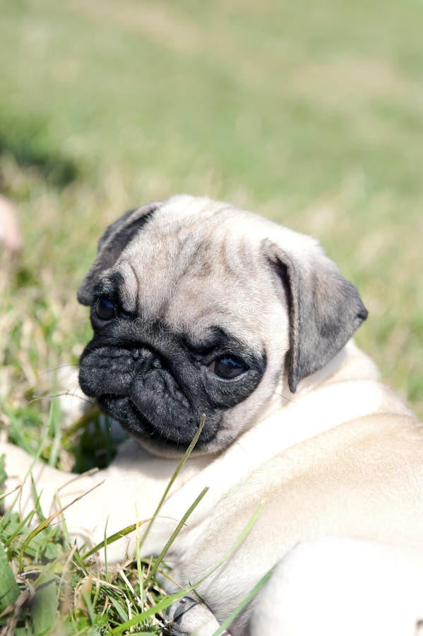 Pug Puppy