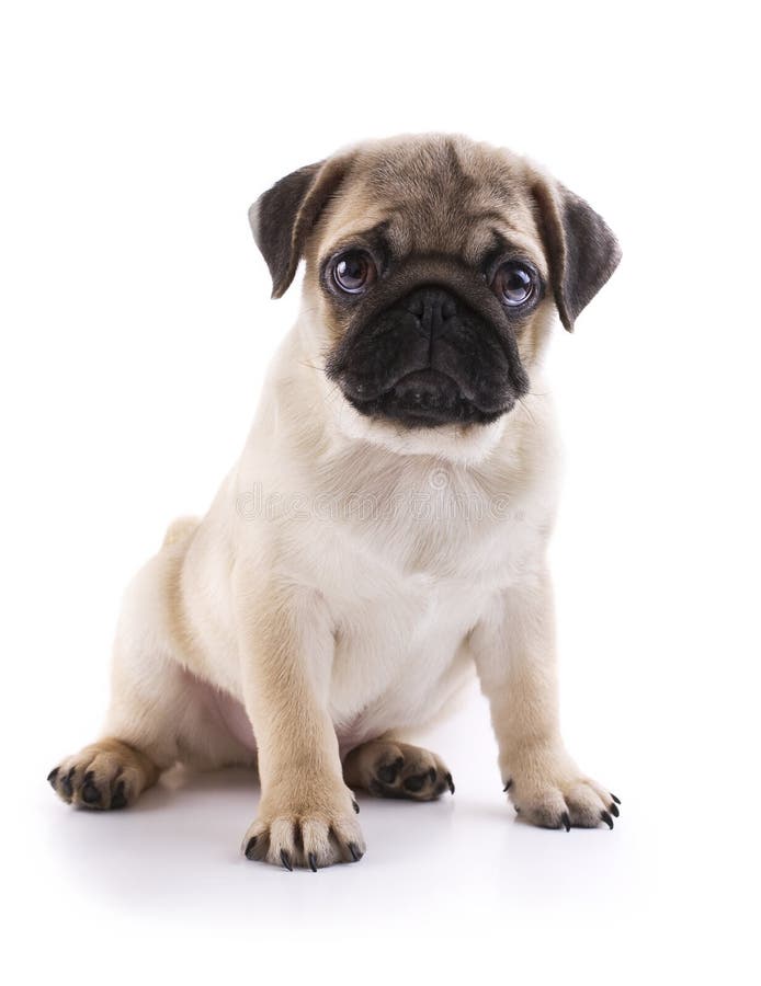 Mops Welpe sitzt auf einem weißen hintergrund.