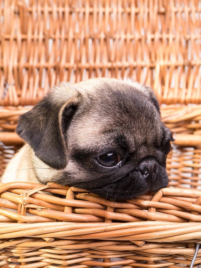 Pug Puppy in a basket stock photo. Image of cute, woven 26793088