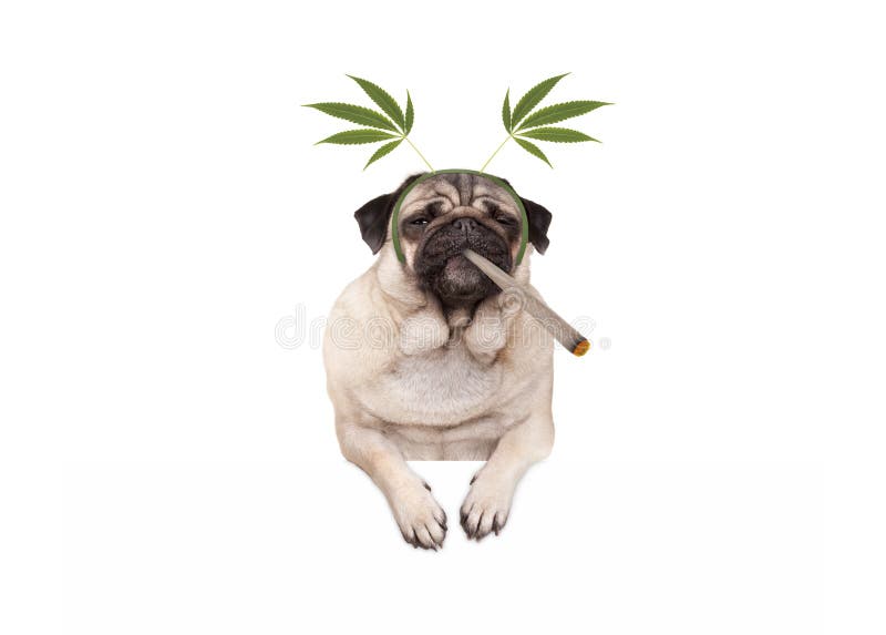 Pug puppy dog being high, smoking marijuana weed joint, wearing hemp leaves diadem. Isolated on white banner stock photo Pug puppy dog being high, smoking marijuana weed joint, wearing hemp leaves diadem. Isolated on white banner stock photo