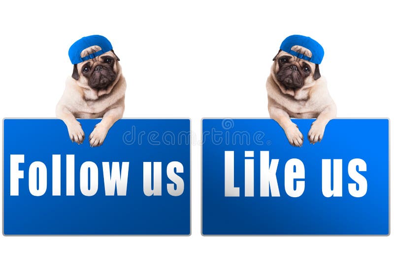 Pug puppy dog with follow us and like us sign and wearing blue cap, islolated on white background