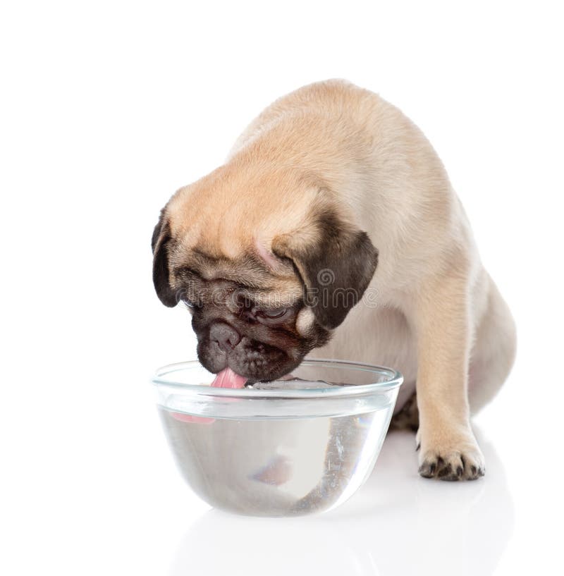 Pug Puppy Drinks Water. Isolated On White Background Stock Image