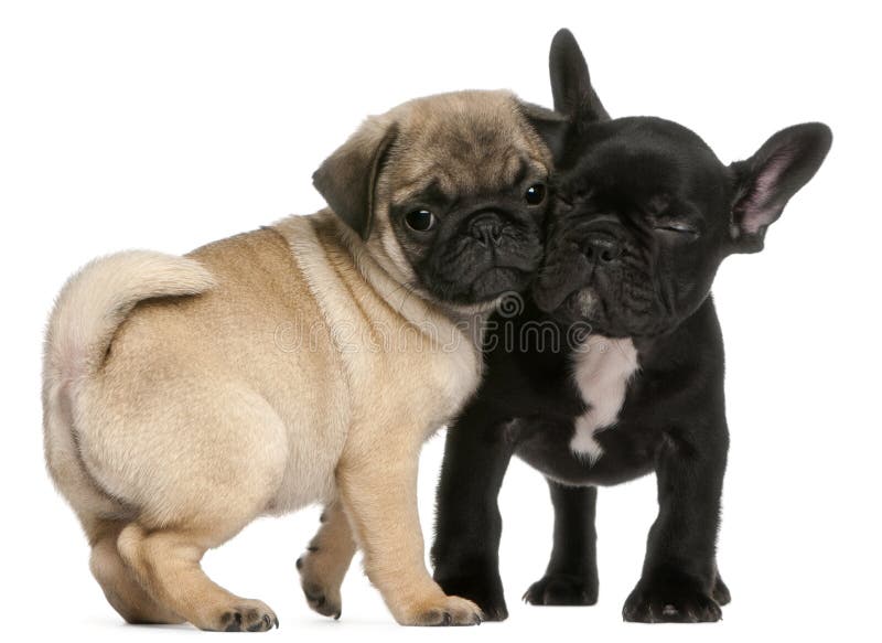 Pug Puppy and French Bulldog Puppy, 8 Weeks Old Stock Photo - Image of ...