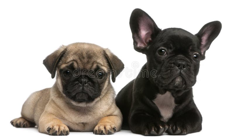 Cățeluș și cățeluș franțuzesc 8 săptămâni stock photography