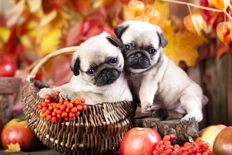 Pug puppy and red aplle