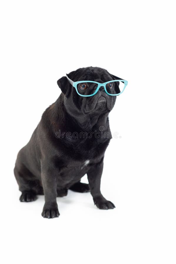 Pug Purebred Dog Black with Sunglasses Stock Photo Image of love