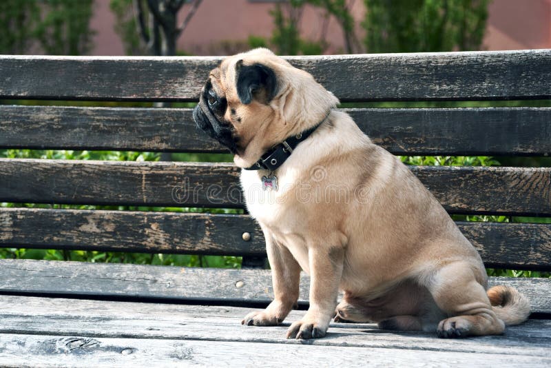 Pug Sad Dog Pug Sitting on a Bench and Waiting, Dog Sad Stock Photo ...