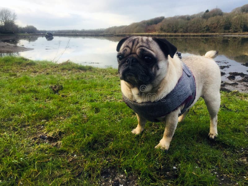 Pug Stood Next To a River Landscape Stock Photo Image of landscape
