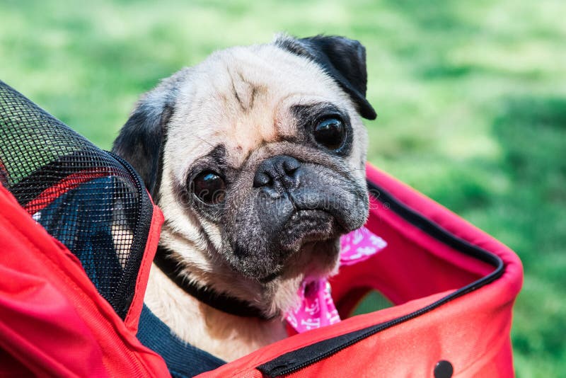 pug stroller