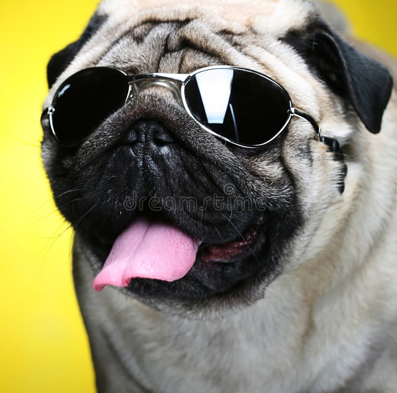 Pug with sunglasses.