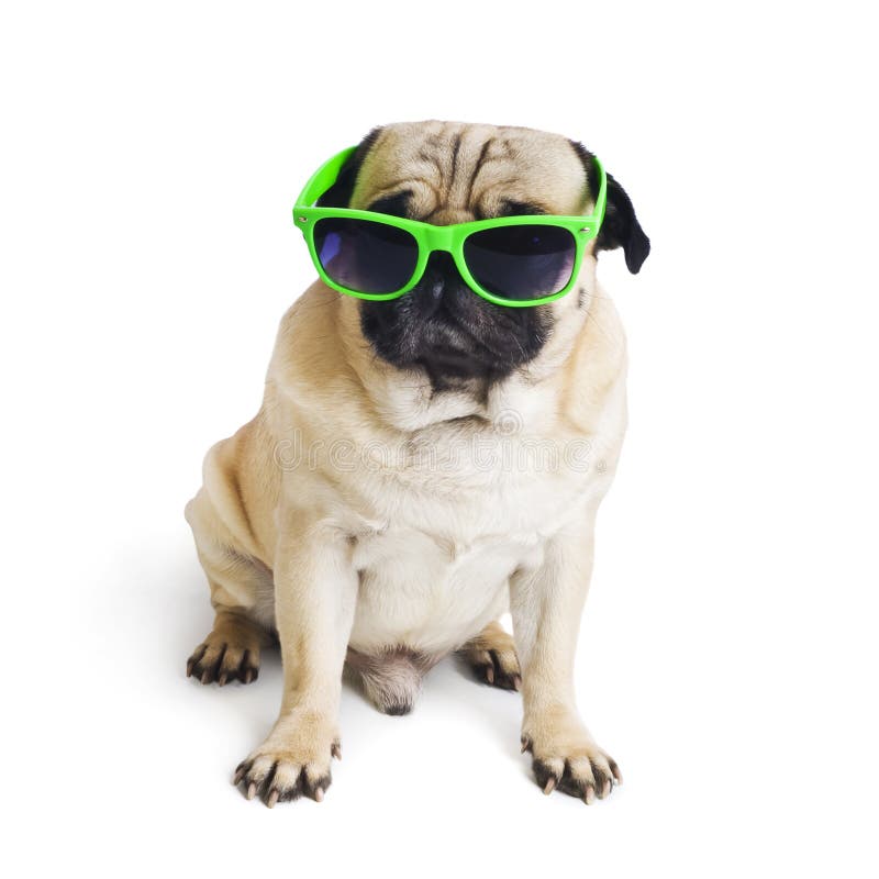 Pug with sunglasses. stock photo. Image of macro, cute 56861982
