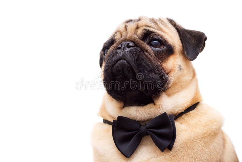 Pug with tie butterfly