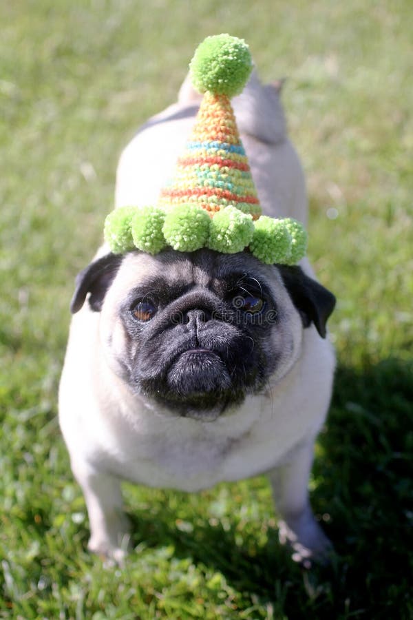 Pug Dog Wearing Birthday Hat Stock Image Image of color, sitting