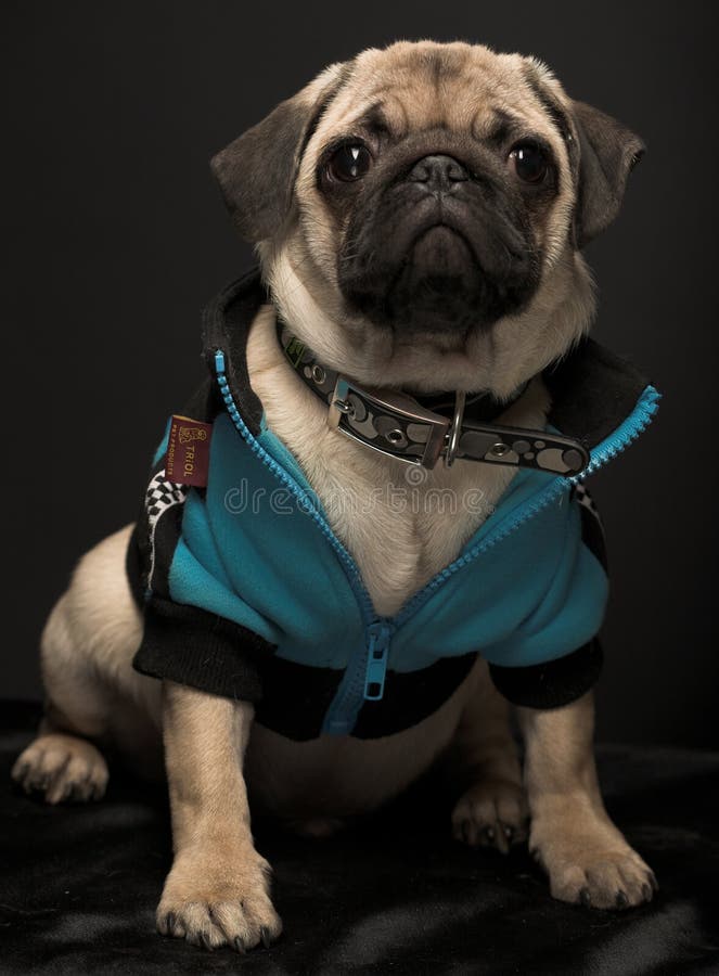 pug jackets uk