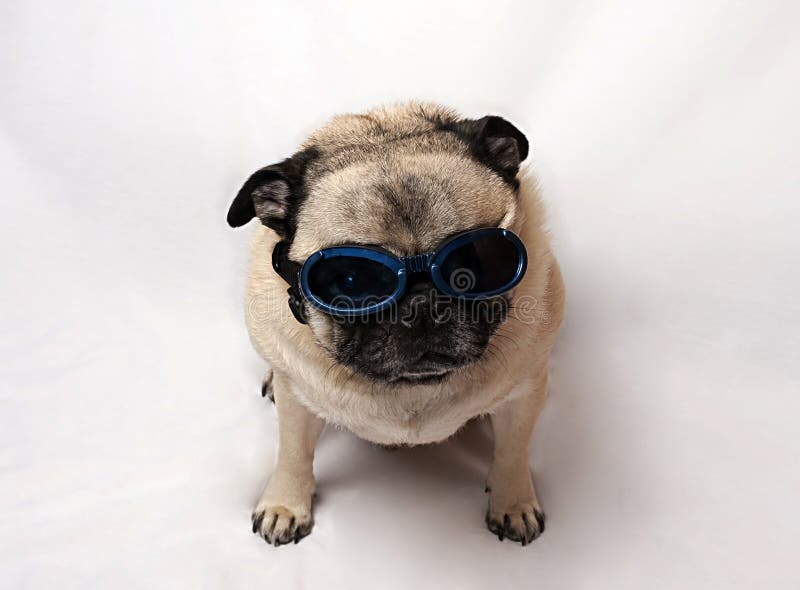 Pug Wearing Goggles stock image. Image of background 13065753